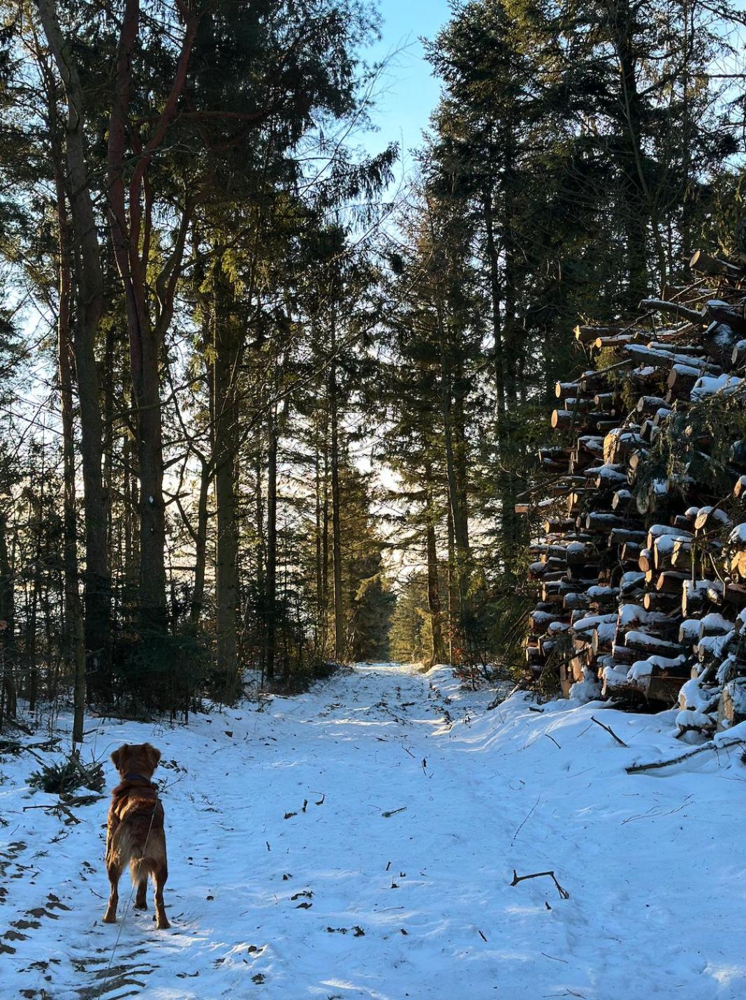 Charmerende Lejlighed Pa Landet Med Privat Skov Bjergby Luaran gambar